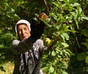 ۵۰ درصد از درآمد ارزی بخش کشاورزی کشور در حوزه باغداری است