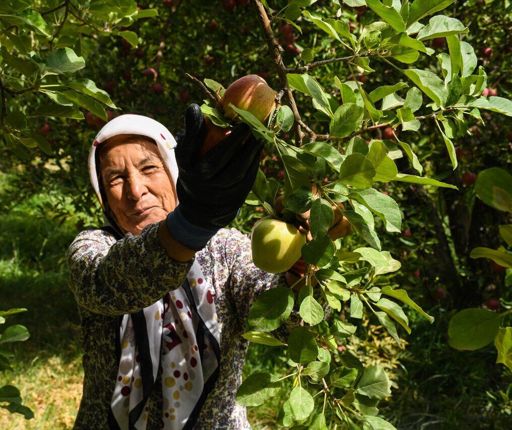 صادرات ۳ میلیارد دلاری محصولات باغی به ۱۰۰ کشور