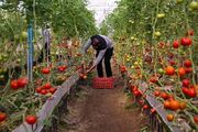 فعالیت ۲۰۰ شرکت دانش بنیان فناور و هسته ای در بخش بیوتکنولوژی کشاورزی