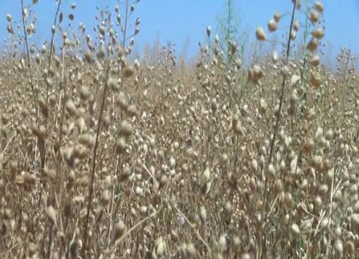 خاوازی: انگیزه کشاورزان را باید برای تولید محصول کاملینا افزایش داد