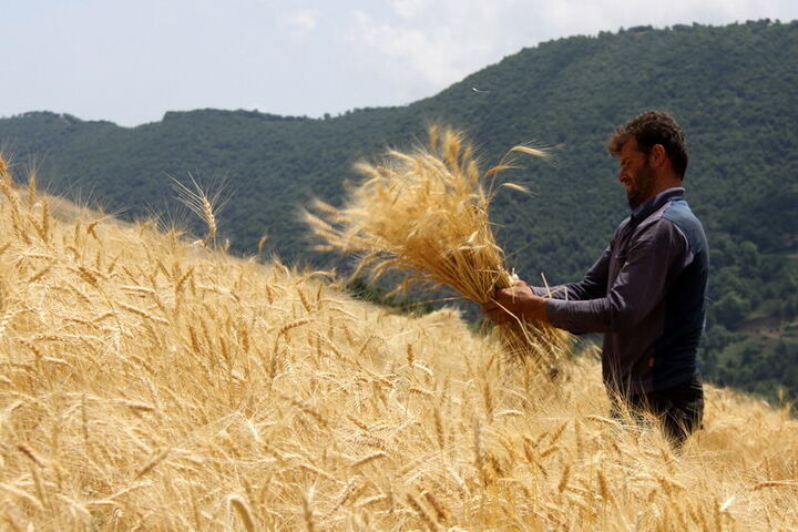 رشد ۷۴ درصدی خرید تضمینی گندم نسبت به ابتدای دولت سیزدهم