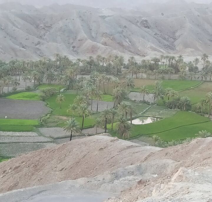 مدیرعامل تعاون روستایی: تغییر الگوی کشت با بخشنامه محقق نمی‌شود