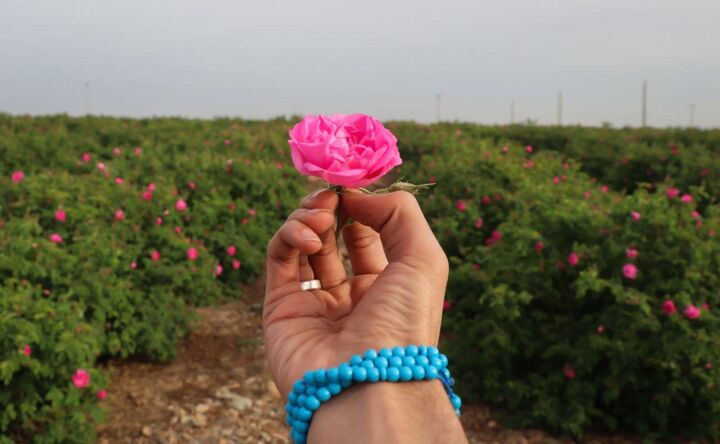 افزایش ۸۸ درصدی تولید گل محمدی در ایران/ صادرات ۶ تن اسانس در سال گذشته
