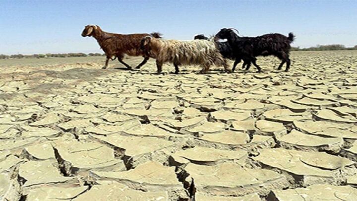 بلومبرگ: تولید گوشت در دنیا مختل شده است