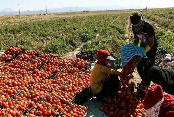 معاون وزیر جهادکشاورزی: ۷۰ درصد زمین های کشاورزی خرده مالکی است