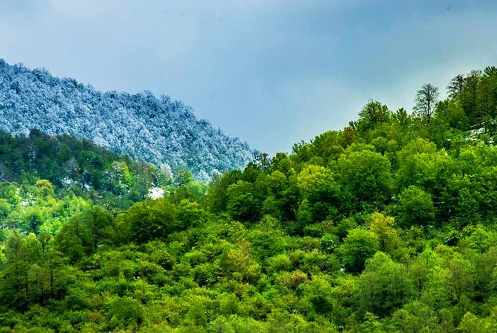 سرانه جنگل در ایران ۱۷۰۰ مترمربع و کمتر از یک سوم میانگین جهانی است