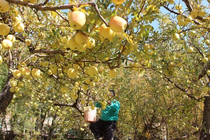 ۲۵۰ هزار هکتار از باغات کشور زیر کشت سیب درختی است