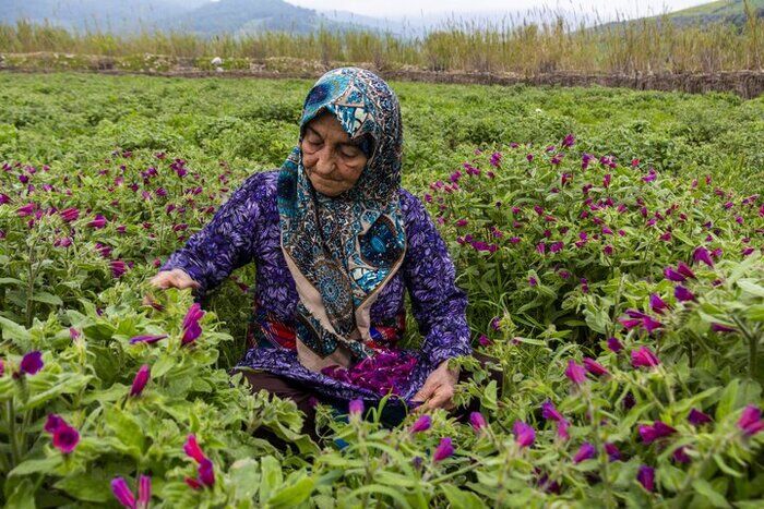 هدفگذاری تولید ۷۰۰ هزار تن گیاهان دارویی در کشور