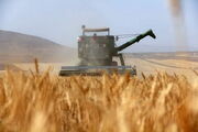 وزیر جهاد کشاورزی: بی‌نیازی از واردات گندم پشتوانه بزرگ برای حوزه دیپلماسی است