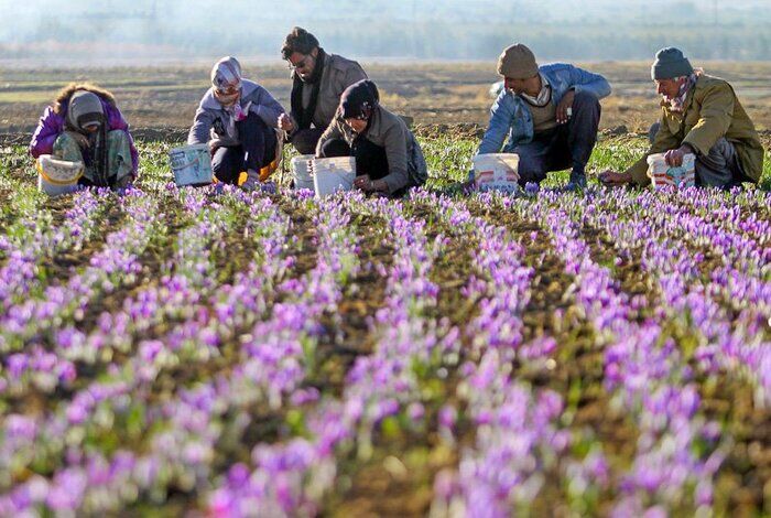 افزایش ۳۵ درصدی تولید طلای سرخ در کرمانشاه