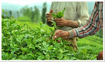 خرید ۸۶ هزار تن برگ سبز چای از چایکاران/ پرداخت ۷۰۳ میلیارد تومان