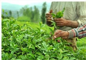 وزیر جهاد کشاورزی: ۱۲۵ میلیارد تومان اعتبار برای جوانسازی باغات چای اختصاص یافت