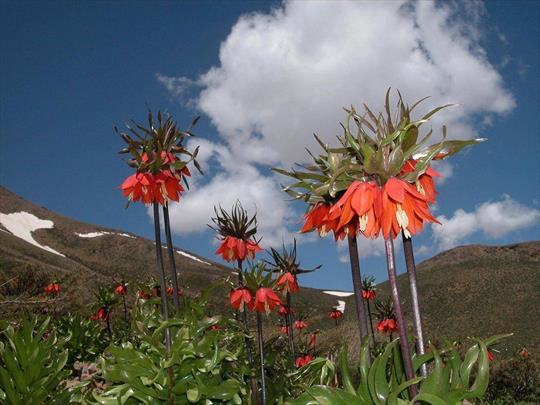 برآورد گردش مالی ۵ هزار میلیارد دلاری گیاهان دارویی در جهان تا ۲۰۵۰