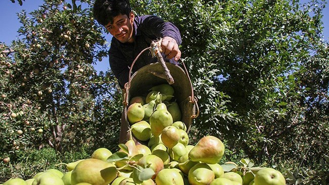 رتبه‌های تک‌رقمی ایران در تولید ۲۰ محصول مهم کشاورزی با وجود خشکسالی