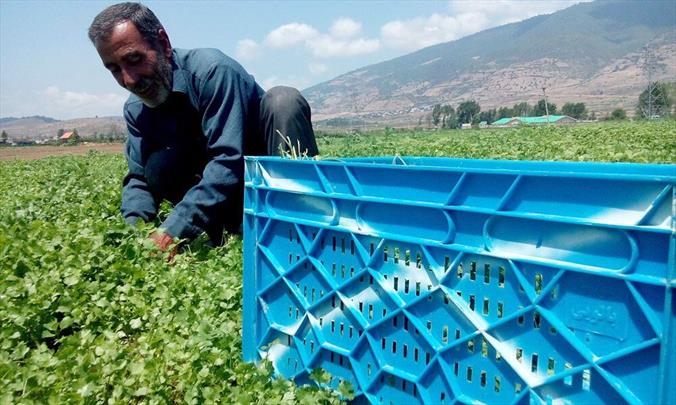 سقف واردت محصولات کشاورزی از ۱۰ دی‌ماه اجرایی می شود